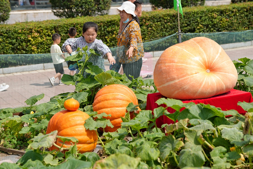 長春農博會上展示的巨型南瓜。人民網記者 李洋攝