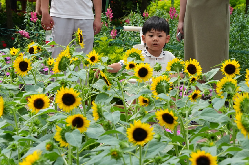 小朋友在長春農博會鮮切花展示區(qū)游玩。人民網記者 李洋攝