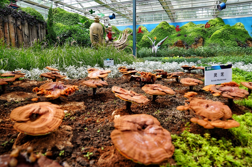 “多彩吉林”主題展廳展示的棚內(nèi)靈芝。人民網(wǎng)記者 李洋攝