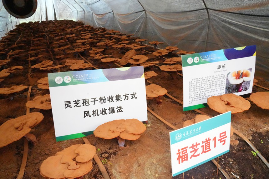 高校院所也將最新技術成果和農技知識帶到長春農博會，圖為吉林農業大學赤芝品種。人民網記者 李洋攝