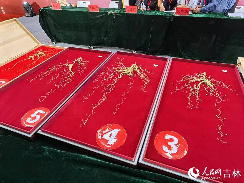 野山參（干品）展示。人民網記者 馬俊華攝