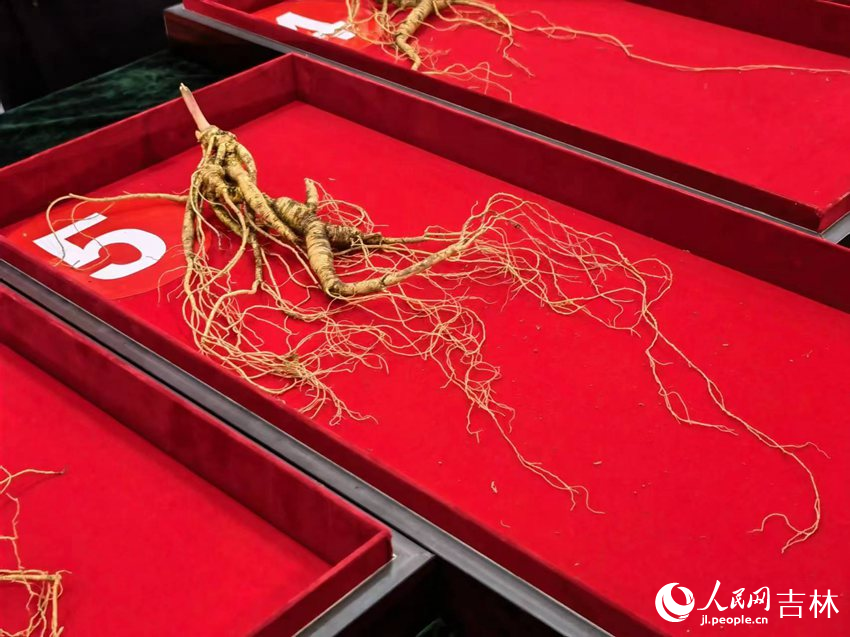 野山參（鮮品）展示。人民網記者 馬俊華攝