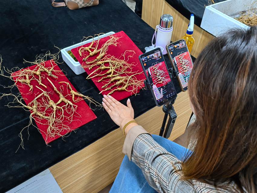 萬良國家級長白山人參市場里的商戶正在直播。人民網記者 馬俊華攝