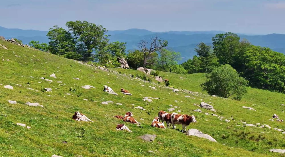 幸福通化,綠意之城