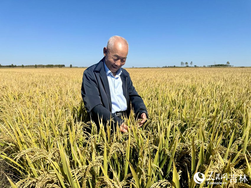 英臺農機農民專業(yè)合作社理事長任志國看著顆粒飽滿的稻穗露出喜悅的笑容。人民網記者 李思玥攝