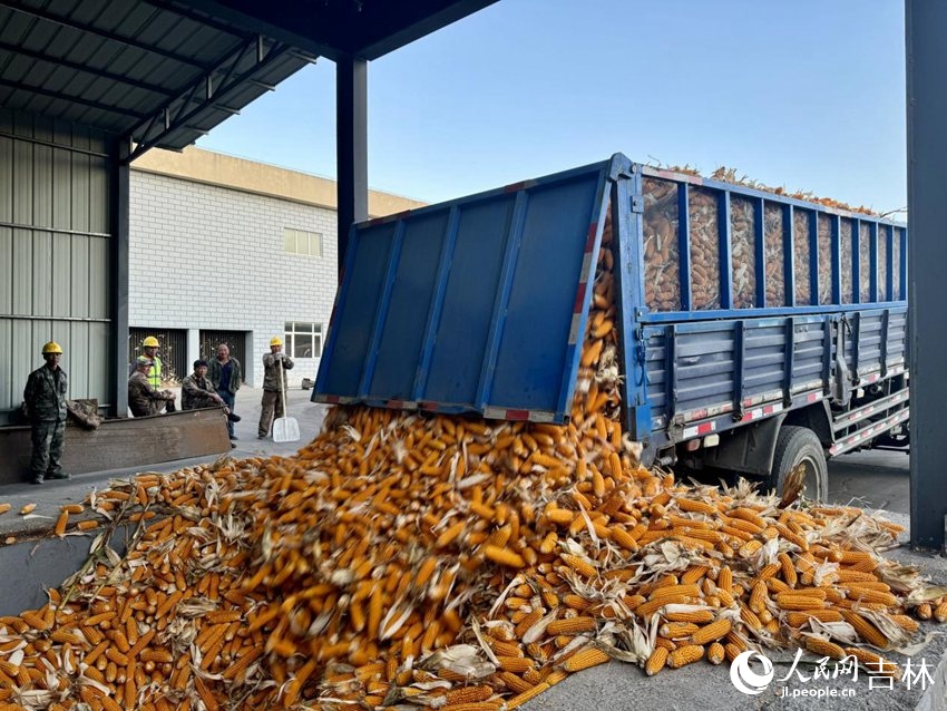 從田里收獲的玉米穗即將進入生產線。人民網記者李思玥攝