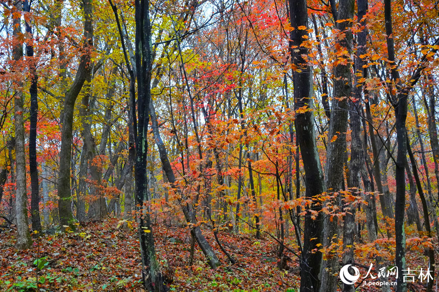 穿行于山間，滿山紅葉連綿不絕。人民網(wǎng)記者 李洋攝
