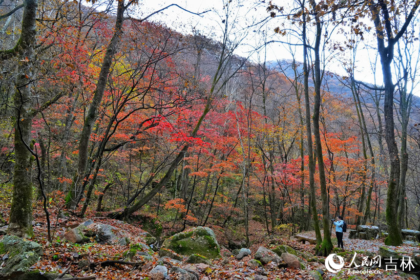 游客在山林間感受爛漫多姿的秋天。人民網記者 李洋攝