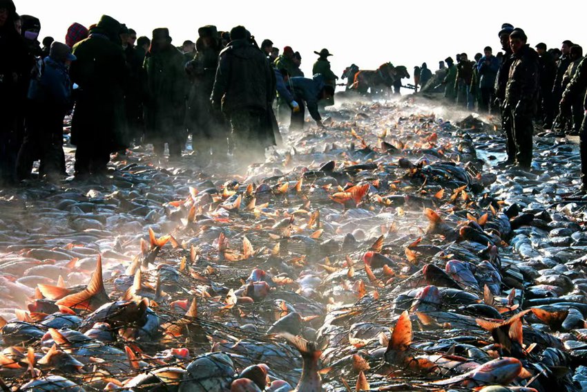 查干湖冬捕，冰湖騰魚。前郭縣委宣傳部供圖