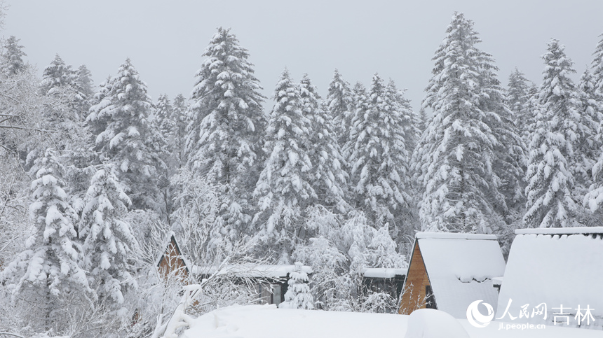 隨著一場大雪降臨，老里克湖松林被潔白的雪凇裝點得如詩如畫。人民網記者 李洋攝