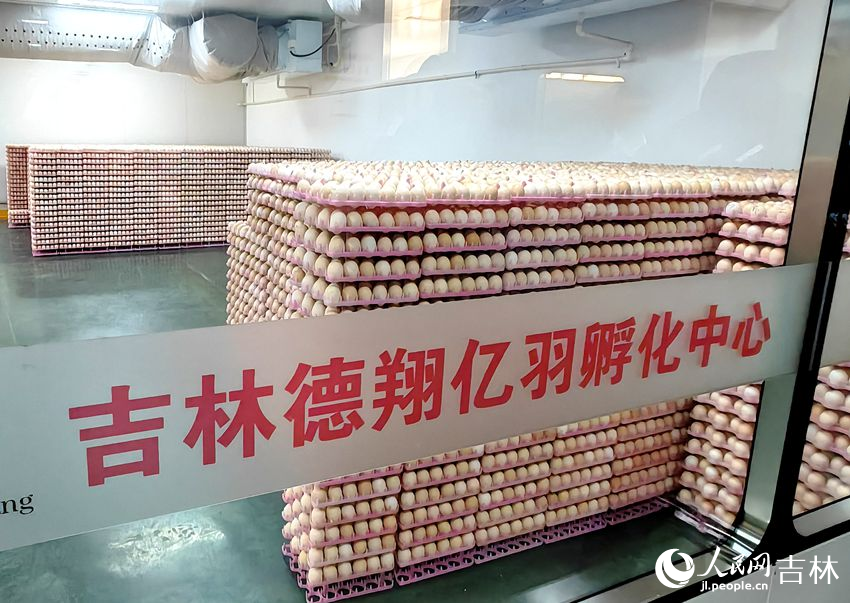 吉林德翔億羽孵化中心種蛋存放庫。人民網記者 關思聰攝