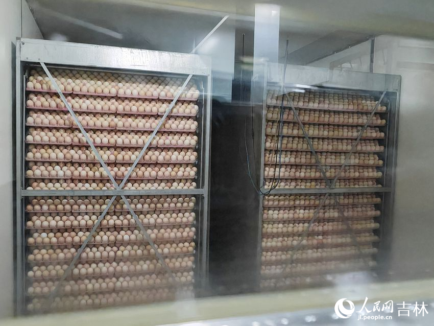 種蛋正在孵化室里孵化。人民網記者 關思聰攝