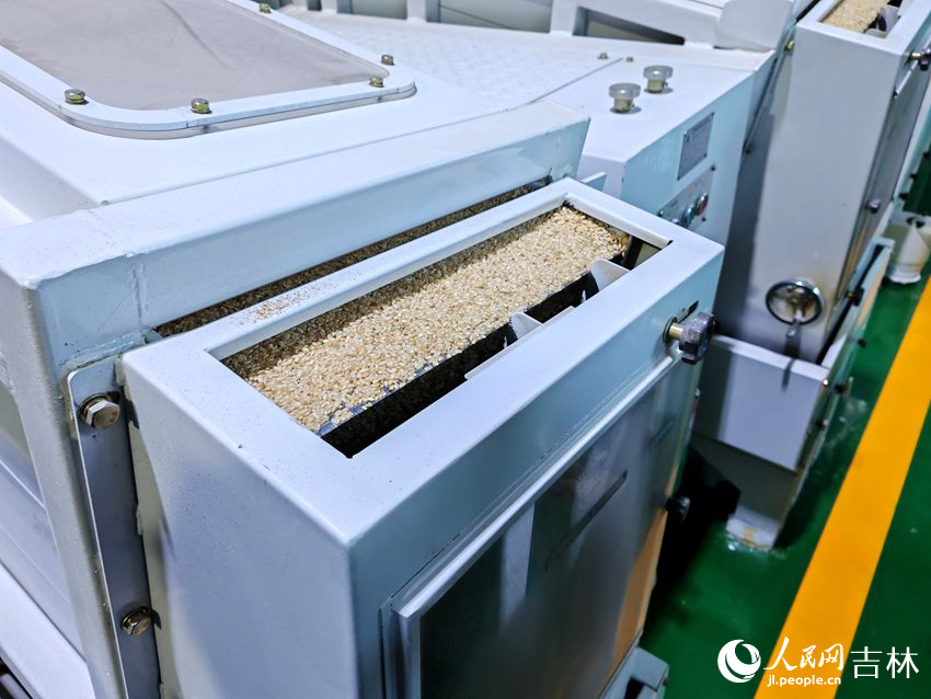 加工稻米。人民網記者 關思聰攝