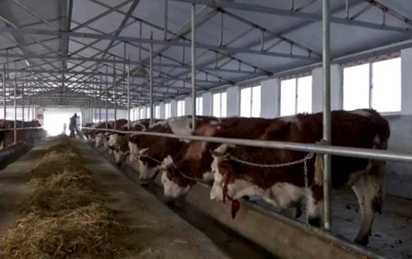 通化市抓實(shí)農(nóng)特產(chǎn)業(yè)集群發(fā)展