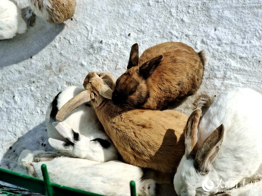 萌寵樂園里的兔子。人民網記者 關思聰攝