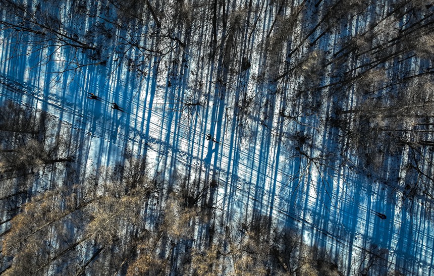 選手們馳騁在森林賽道中。長春凈月高新區(qū)供圖