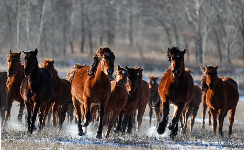 奔跑的蘇高雪馬富有靈動的美感。張惠超 攝