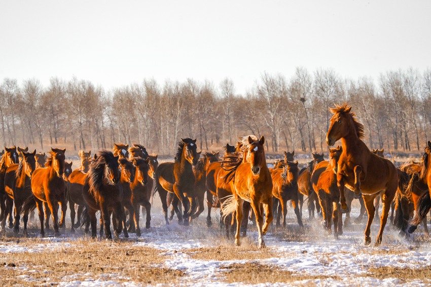 桀驁不馴的馬群充滿了力量感。姜海濤 攝