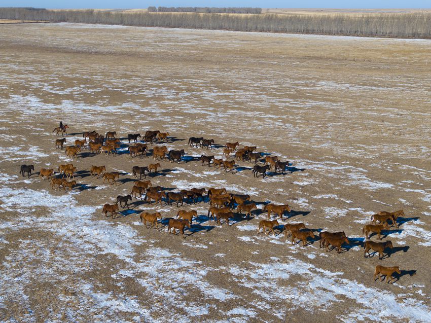 寬廣的草原是蘇高血馬的舞臺。潘晟昱 攝