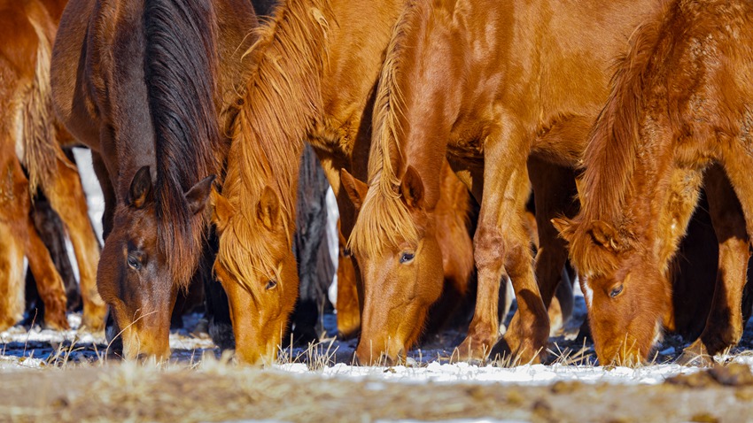 馬群在草原上吃草額畫面溫馨安靜。姜海濤  攝