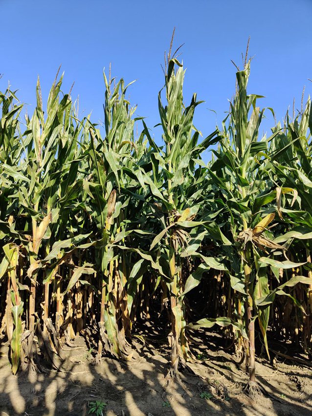 吉林省鴻翔種業有限公司農田。