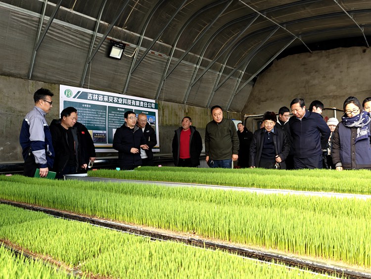 參會人員在水稻育秧溫室參觀