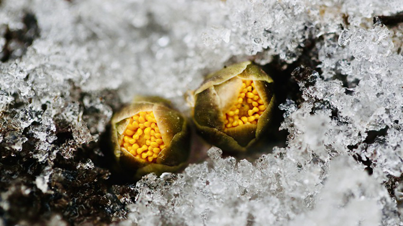 寒盡春來(lái)冰凌花開(kāi)