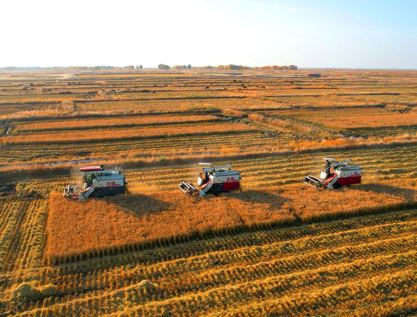 鎮賚縣建平鄉麗華家庭農場把鹽堿地改造成高產田,迎來金色收獲。