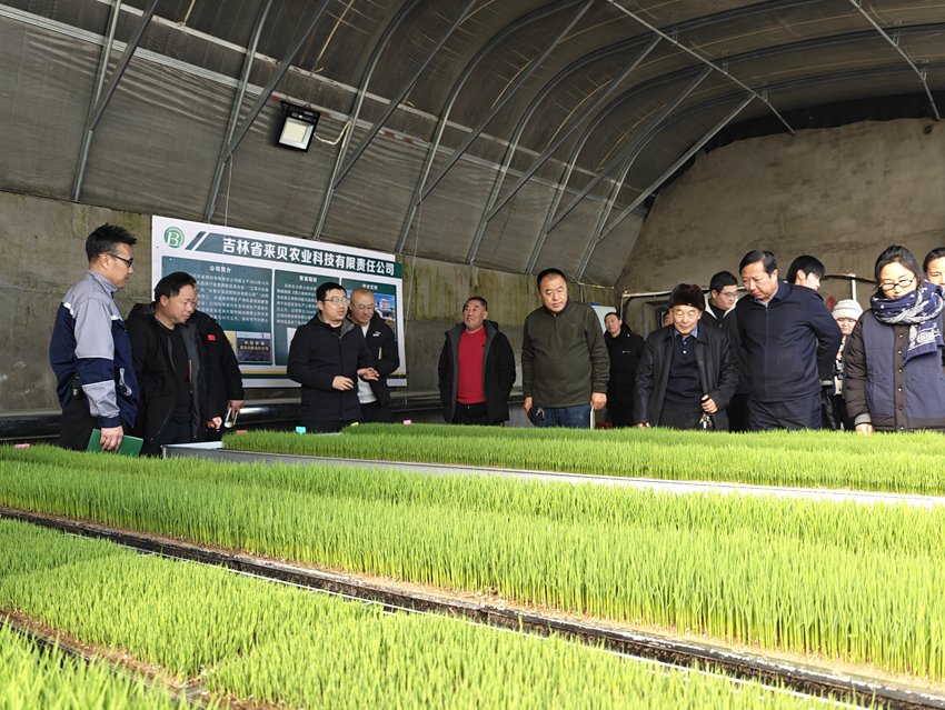 鎮賚縣培育新質生產力,推廣生物質水稻育苗機質,受到當地種植大戶的歡迎。