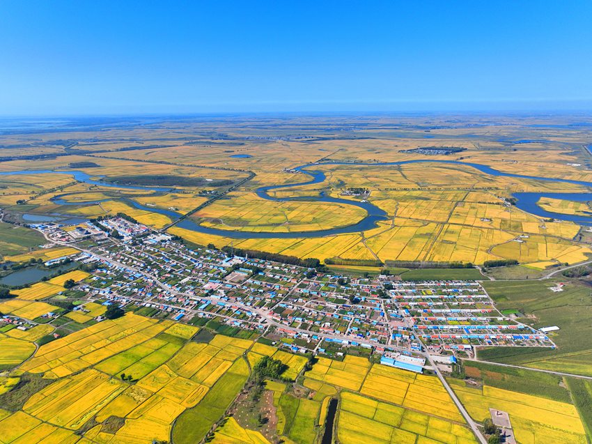 鎮賚縣水稻種植面積連續7年全省奪冠,是“吉林省水稻生產第一縣“。