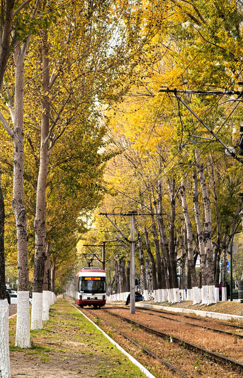 長春54路有軌電車（資料圖片）。人民網記者 王海躍攝