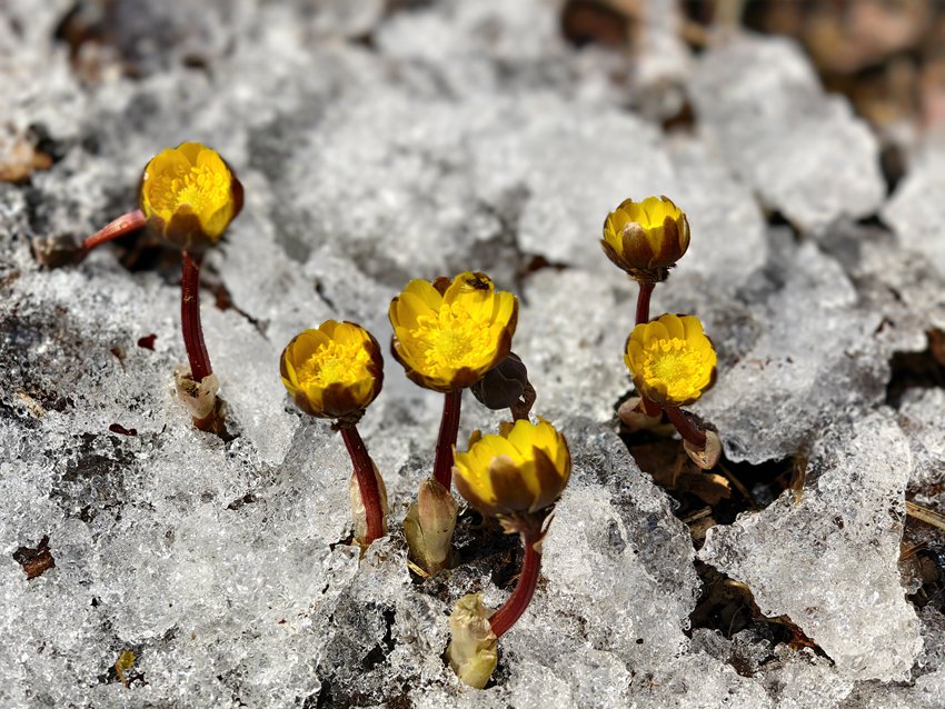 凈月潭國(guó)家森林公園內(nèi)破冰綻放的冰凌花 鄭智文攝
