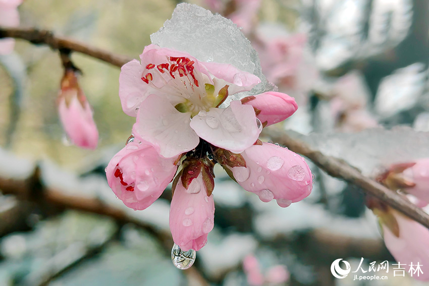 雨雪中的“春花”。人民網記者 李成偉攝