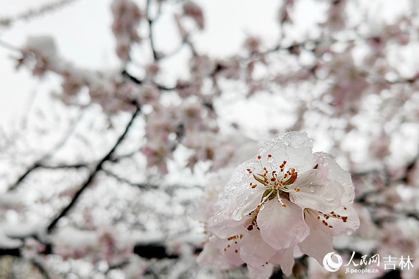 雨雪中的“春花”。人民網記者 李成偉攝