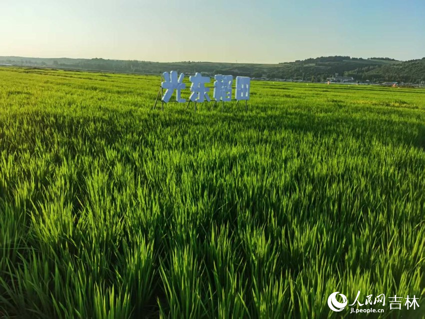 光東村稻田風景美如畫（資料圖片）。人民網記者 王海躍攝