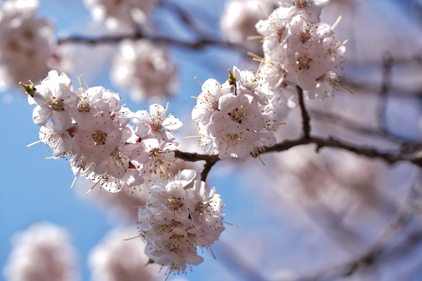 暖陽中綻放的杏花。人民網(wǎng)記者 李洋攝