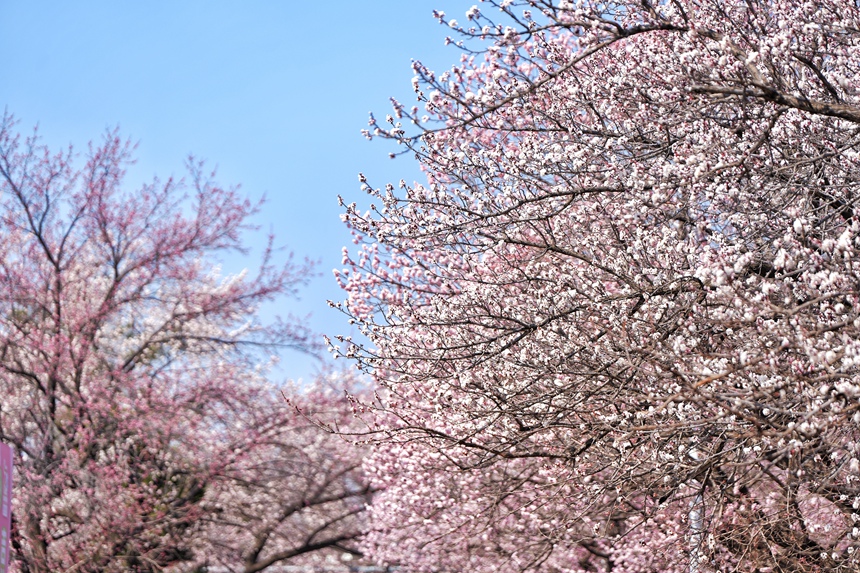 暖陽中的吉林大學杏花大道花團錦簇。人民網記者 李洋攝