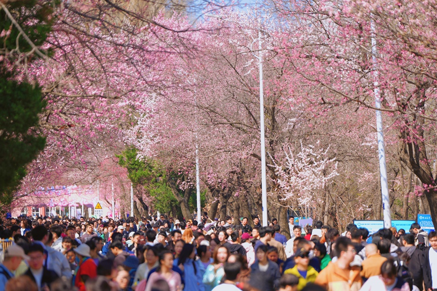 4月20日，大量游客來到吉林大學(xué)南嶺校區(qū)觀賞杏花。人民網(wǎng)記者 李洋攝