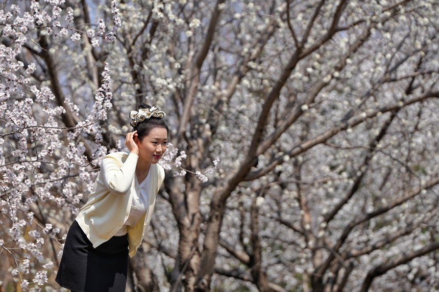 游客在吉林大學南嶺校區杏樹旁拍照留念。人民網記者 李洋攝