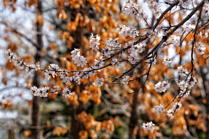 吉林大學校園內，杏花競相綻放。人民網記者 李洋攝