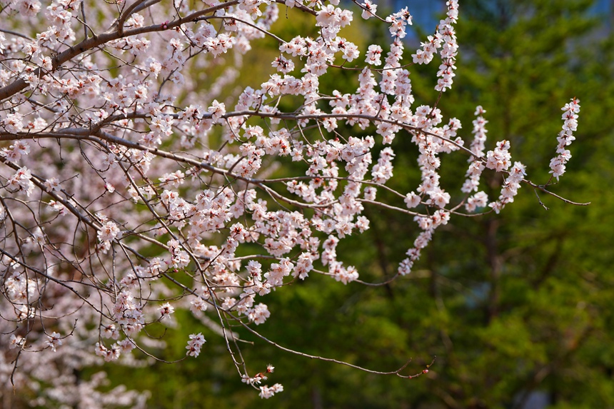 4月20日，吉林大學杏花大道杏花盛開，迎來最佳觀賞期。人民網記者 李洋攝