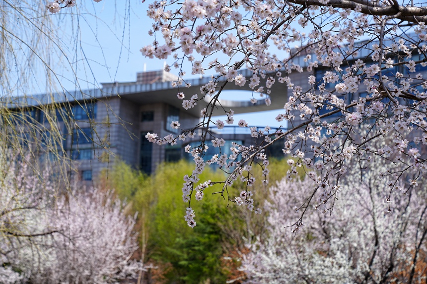 杏花掛滿枝頭美不勝收。人民網記者 李洋攝