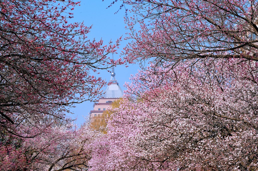 吉林大學(xué)杏花美景。人民網(wǎng)記者 李洋攝