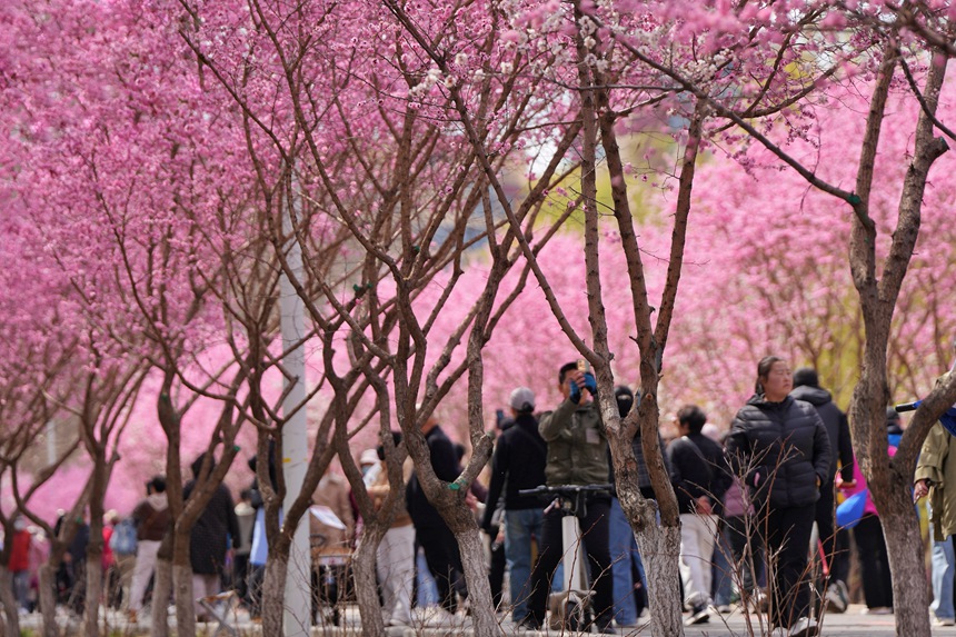 過往行人徜徉于梅花花海之中。人民網記者 李洋攝