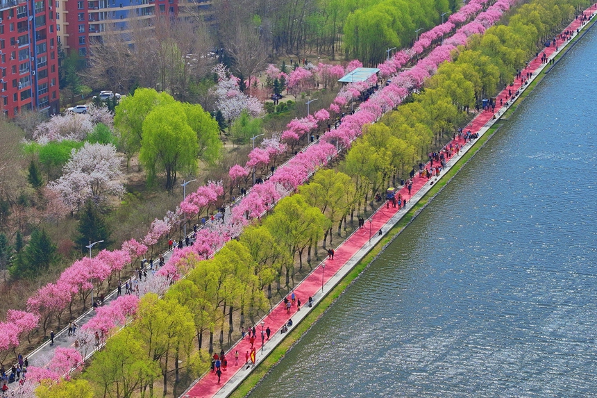 近日，長春市伊通河畔的梅花大道上，單紅公主梅迎來最佳觀賞期。人民網記者 李洋攝