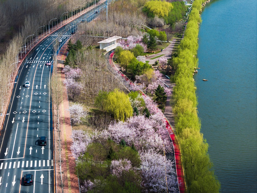 長春伊通河畔花開正艷。李向東 攝