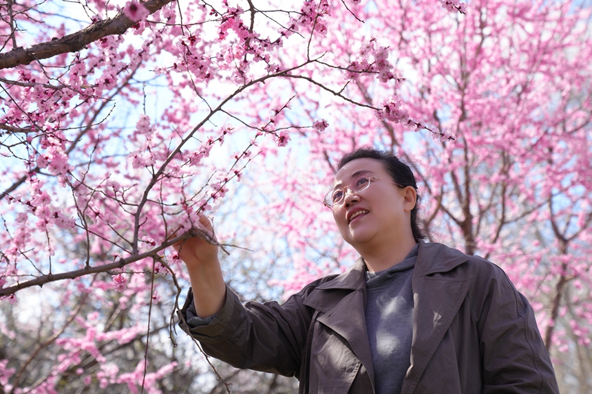 游客在梅花大道上觀賞盛放的梅花。人民網記者 李洋攝