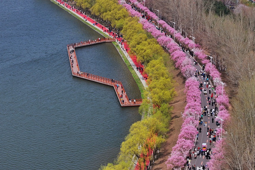 由花海長廊點綴的長春伊通河。人民網(wǎng)記者 李洋攝