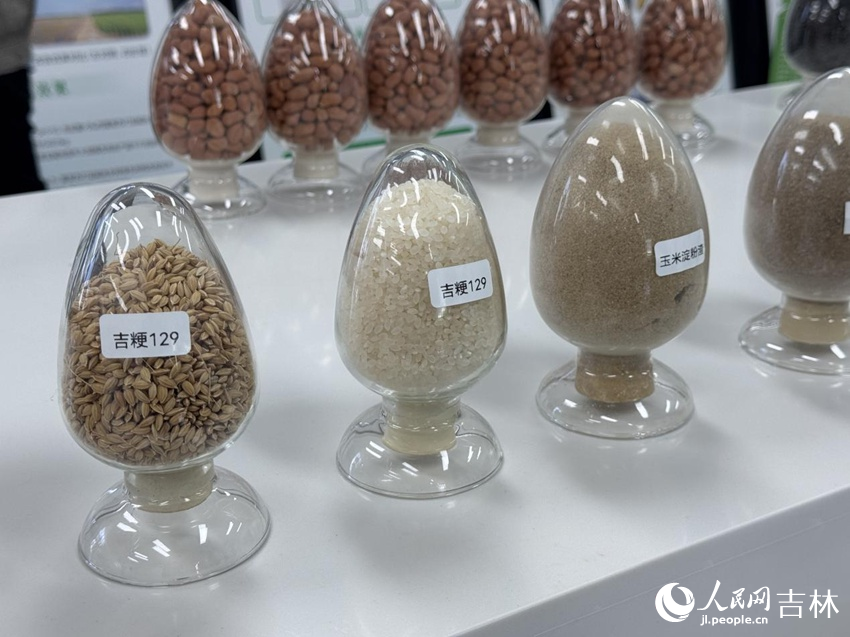 吉林省農業科學院水稻研究所選育的吉粳129水稻品種。人民網記者 李思玥攝