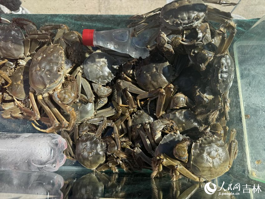 匯聚農業科技發展有限公司養殖的大閘蟹。人民網記者 李思玥攝（資料圖片）